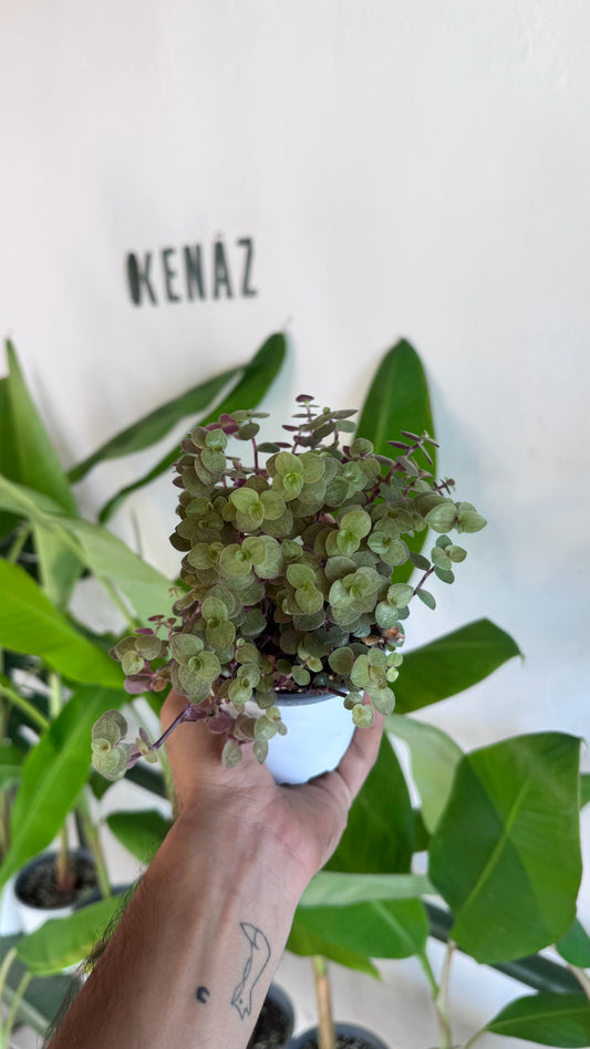 Callisia Verde