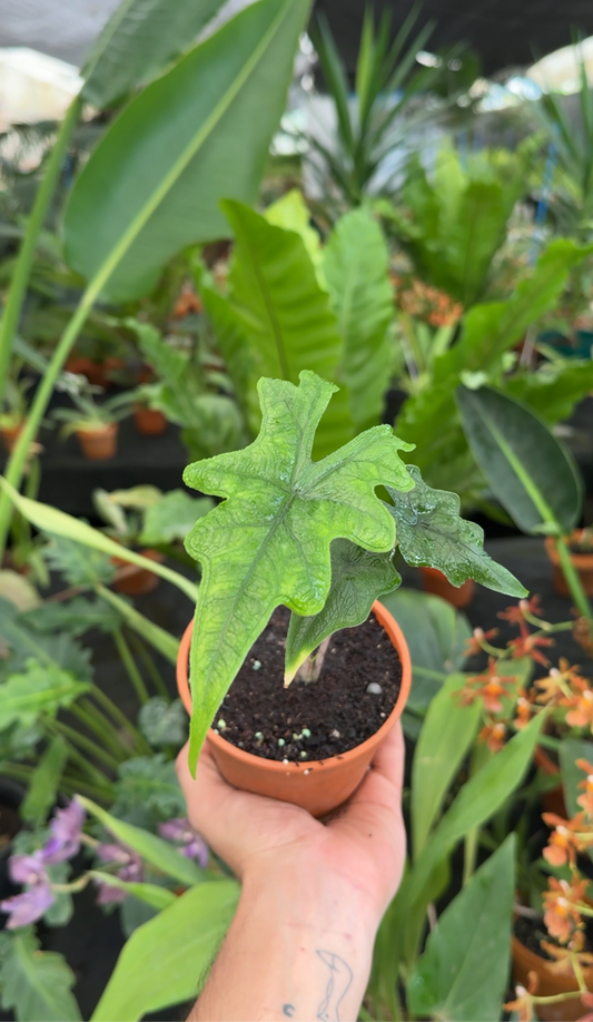 Alocasia Jacklyn