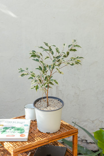 Ficus Hawái