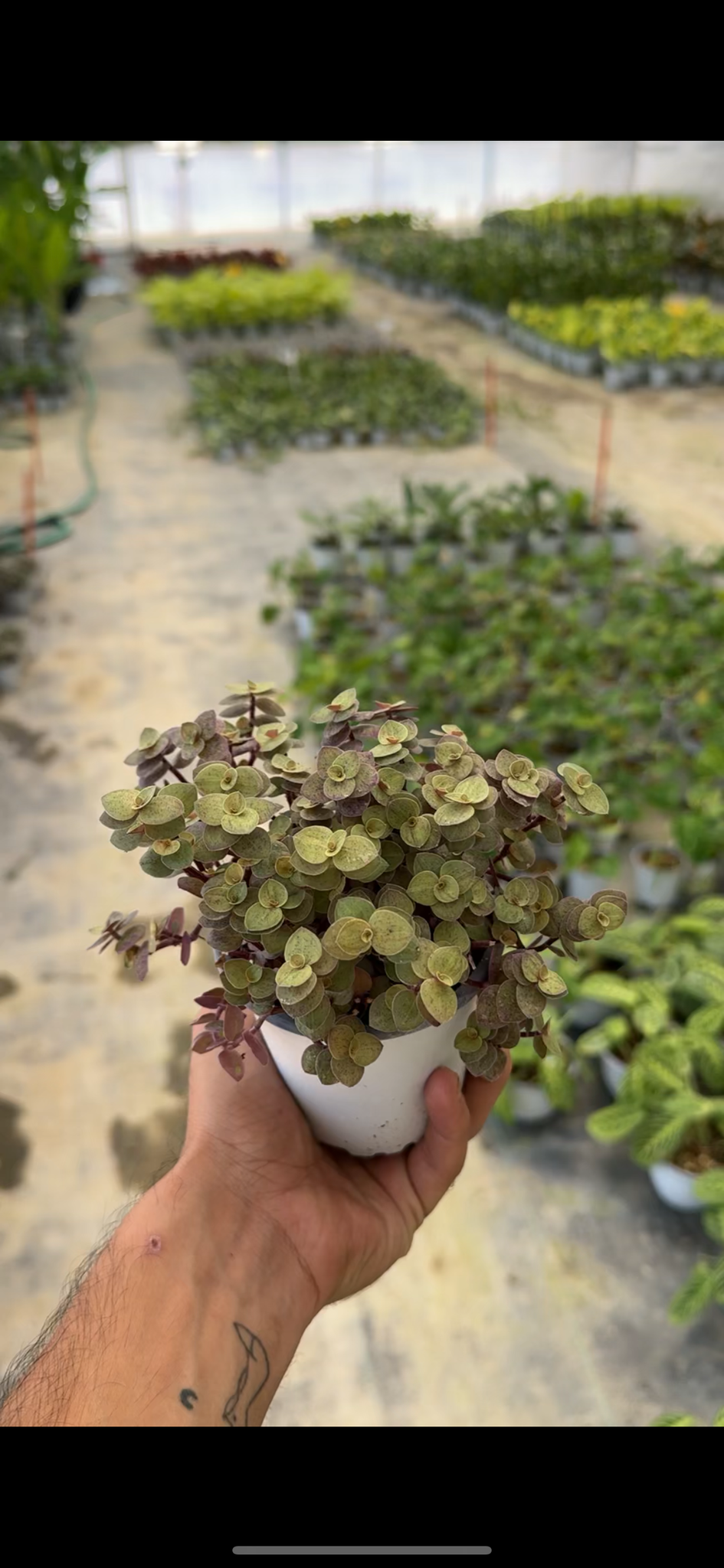 Callisia Golden