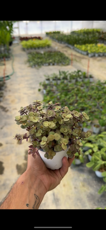 Callisia Golden