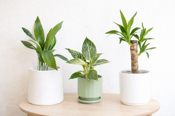 🌿 Pack Plantas Resistentes – Ideal para Otoño / Invierno
