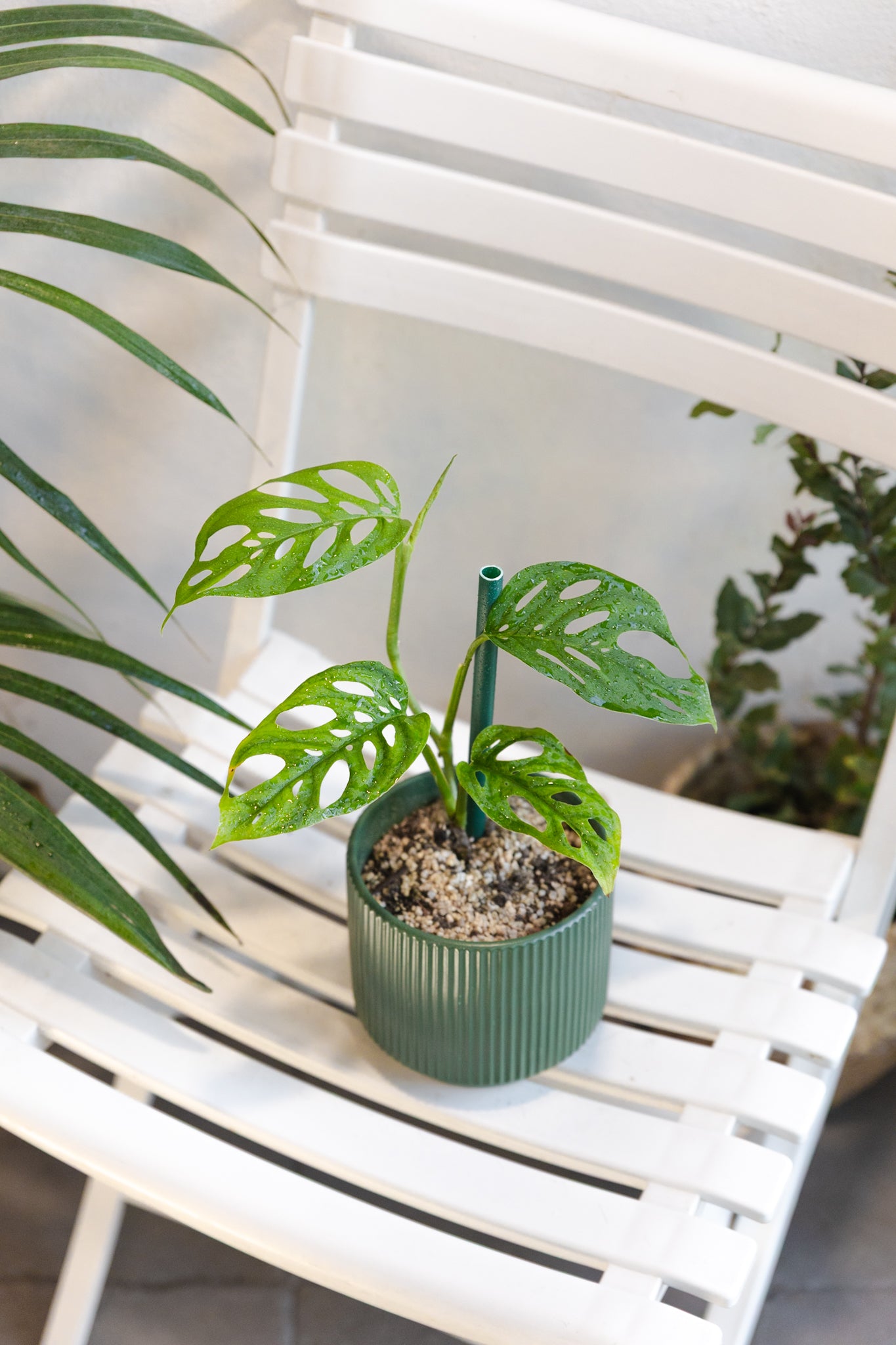 Monstera Adansonii Esqueleto