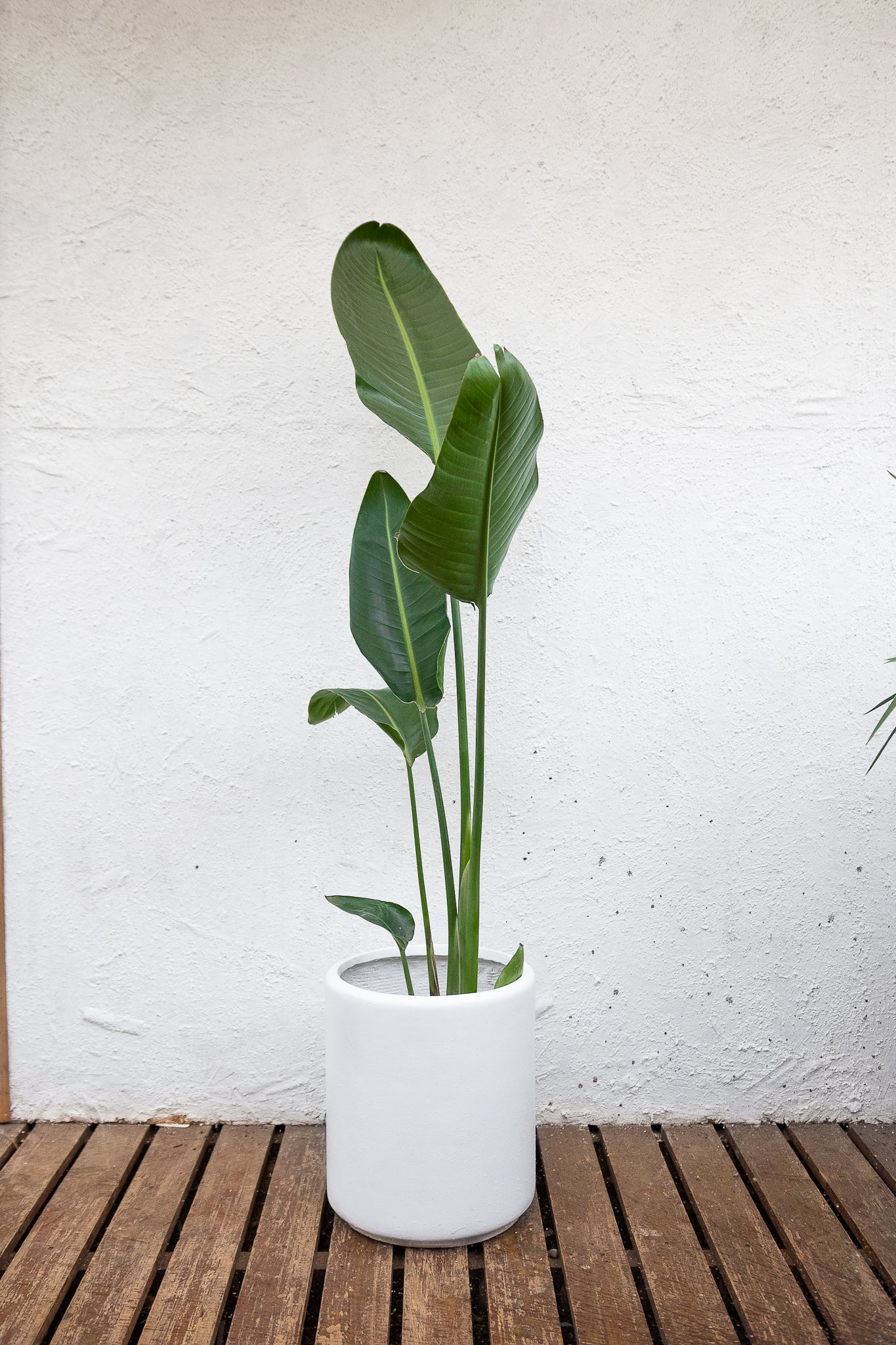 Strelitzia Nicolai
