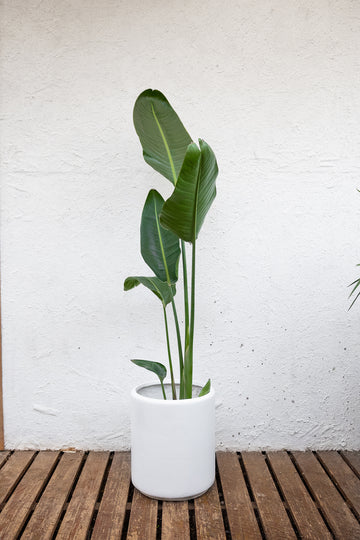 Strelitzia Nicolai