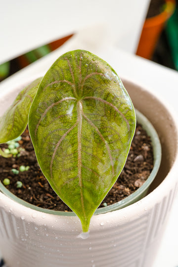 Alocasia Azlanii