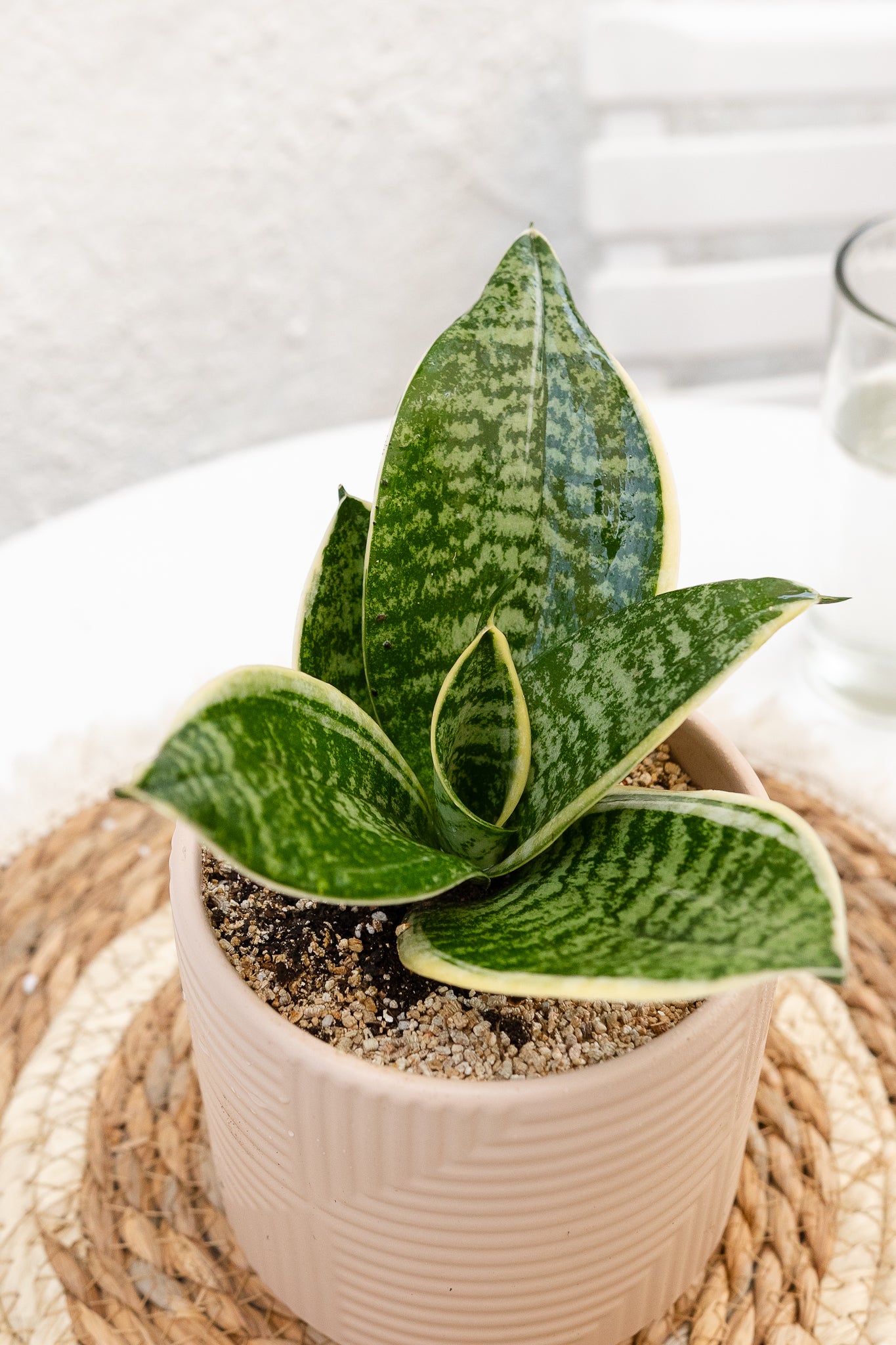 sansevieria enana cuidados Sansevieria Enana | Lengua de suegra compacta | Comprar