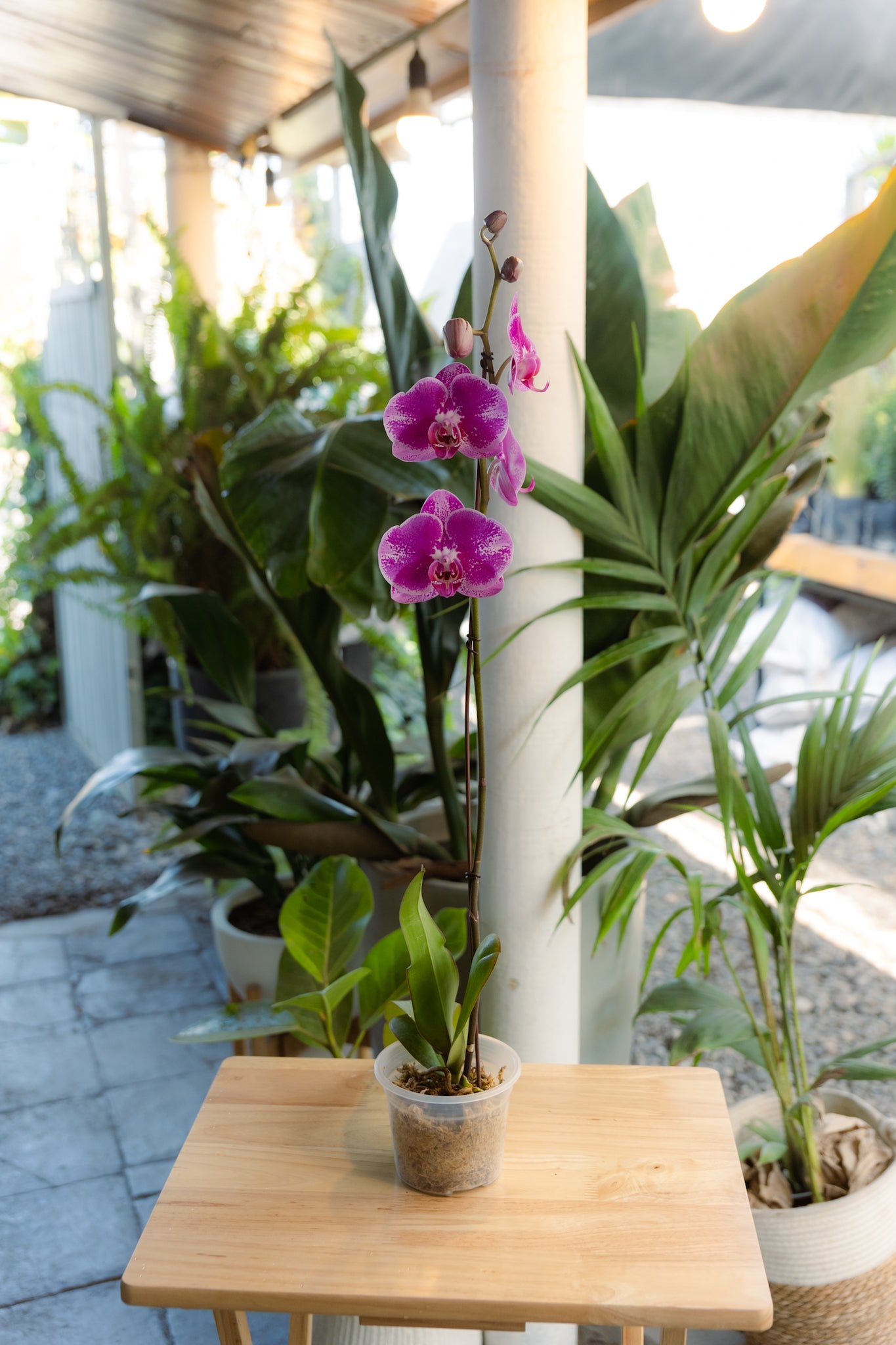 Orquídea