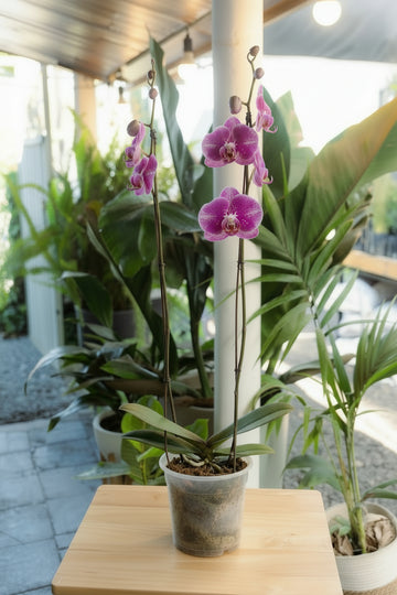 Orquídea Grande