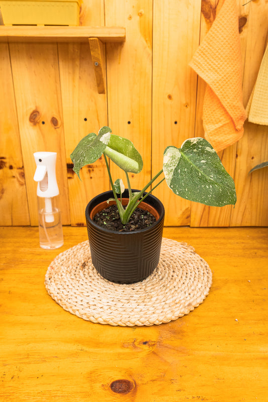 Monstera Thai