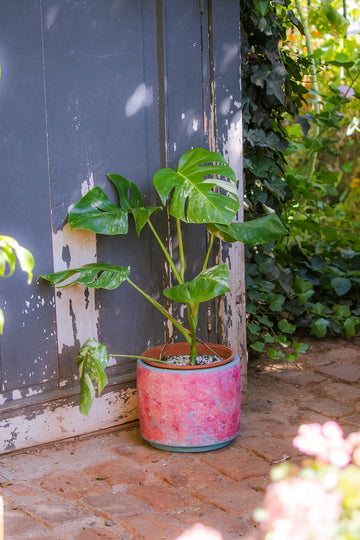 Monstera Variegada