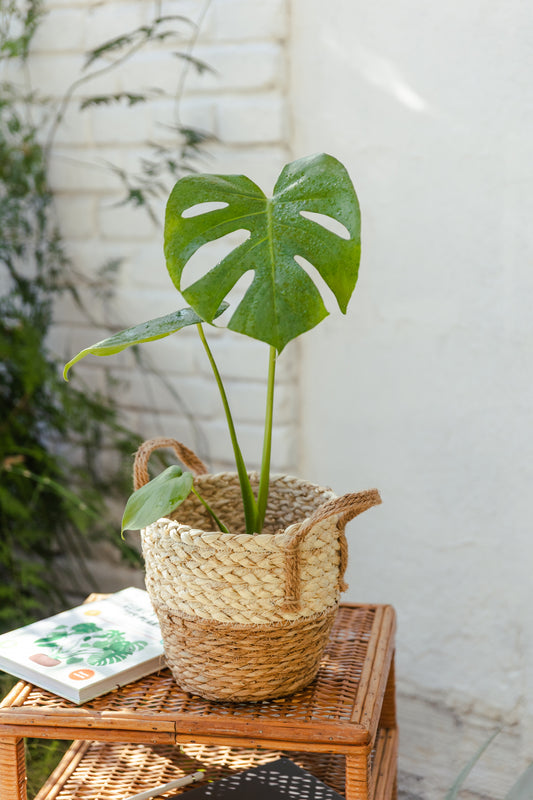 Monstera Deliciosa