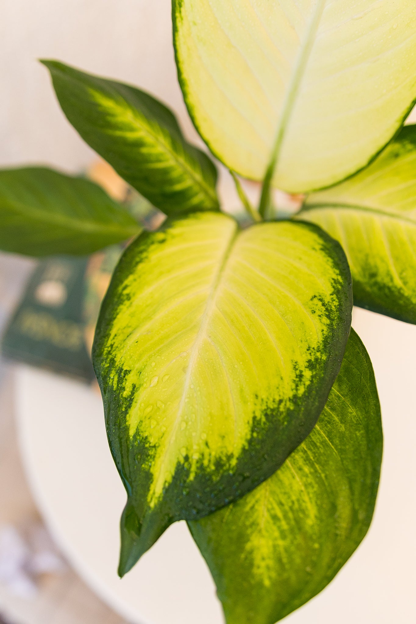 dieffenbachia chile Dieffenbachia Amoena | Planta de interior tropical | Comprar
