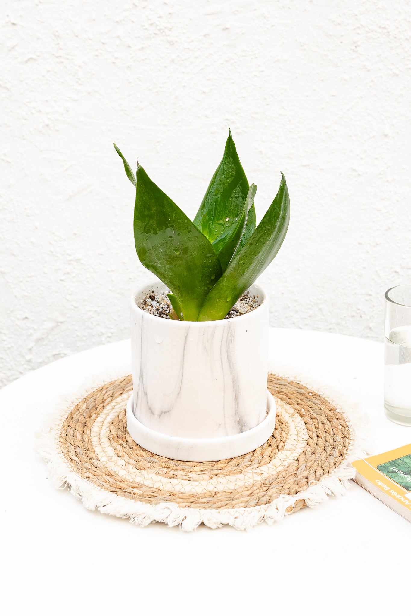 tipos de sansevieria enana Sansevieria Enana | Lengua de suegra compacta | Comprar