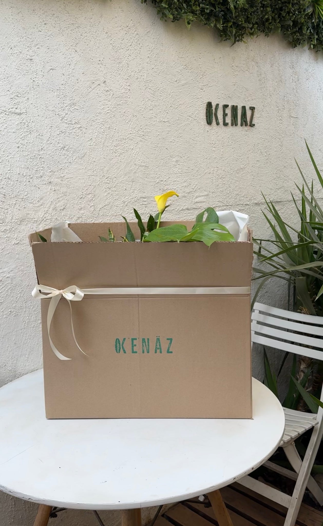 Box 4 Plantas XL