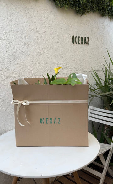 Box 4 Plantas XL