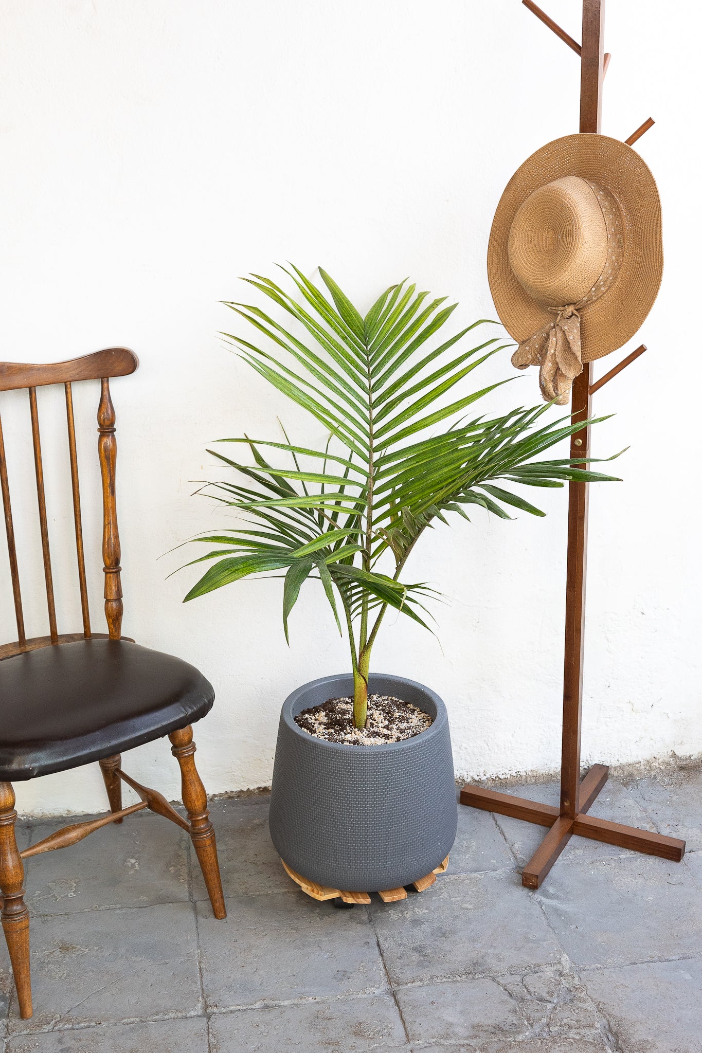 Palmera Kentia