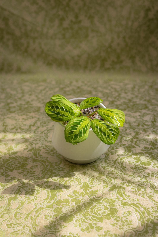 Maranta Lemon Lime