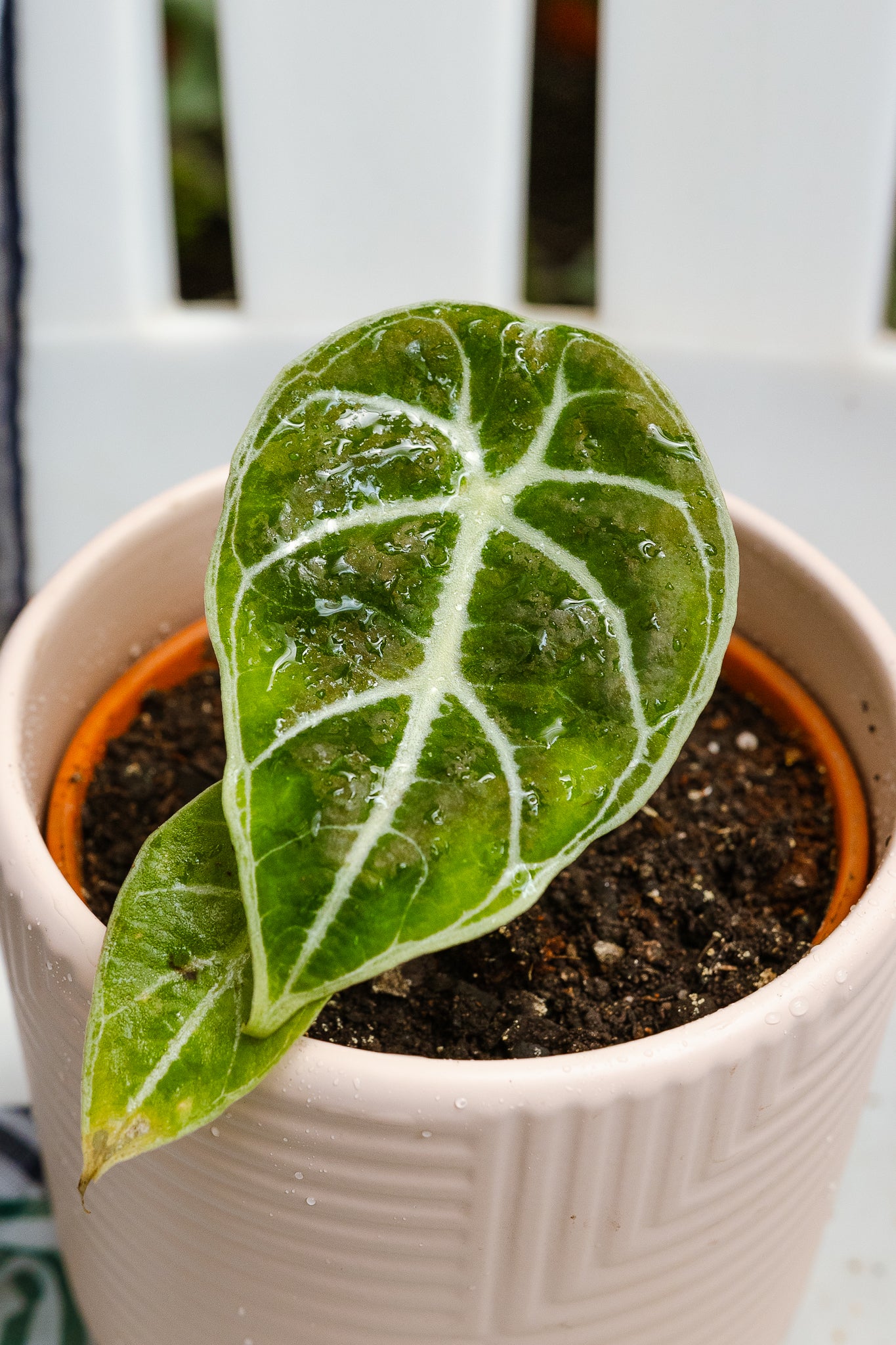 Alocasia Watsoniana