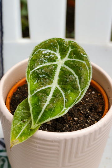 Alocasia Watsoniana