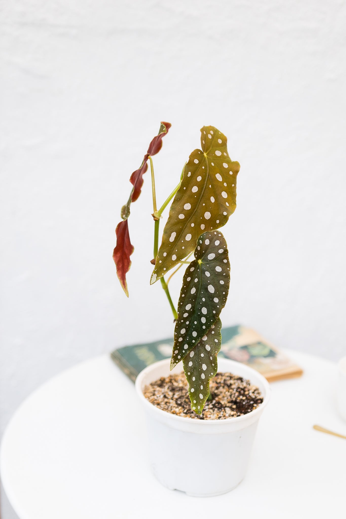 Begonia Maculata