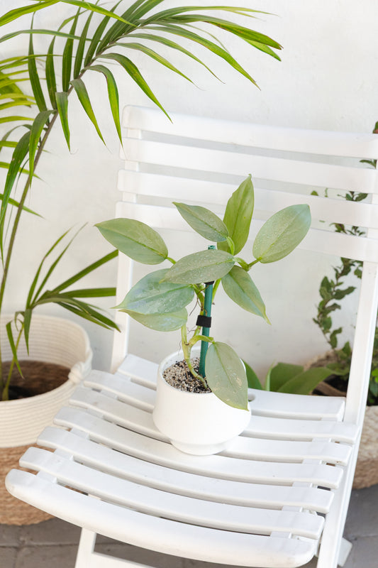 Filodendro Hastatum Silver