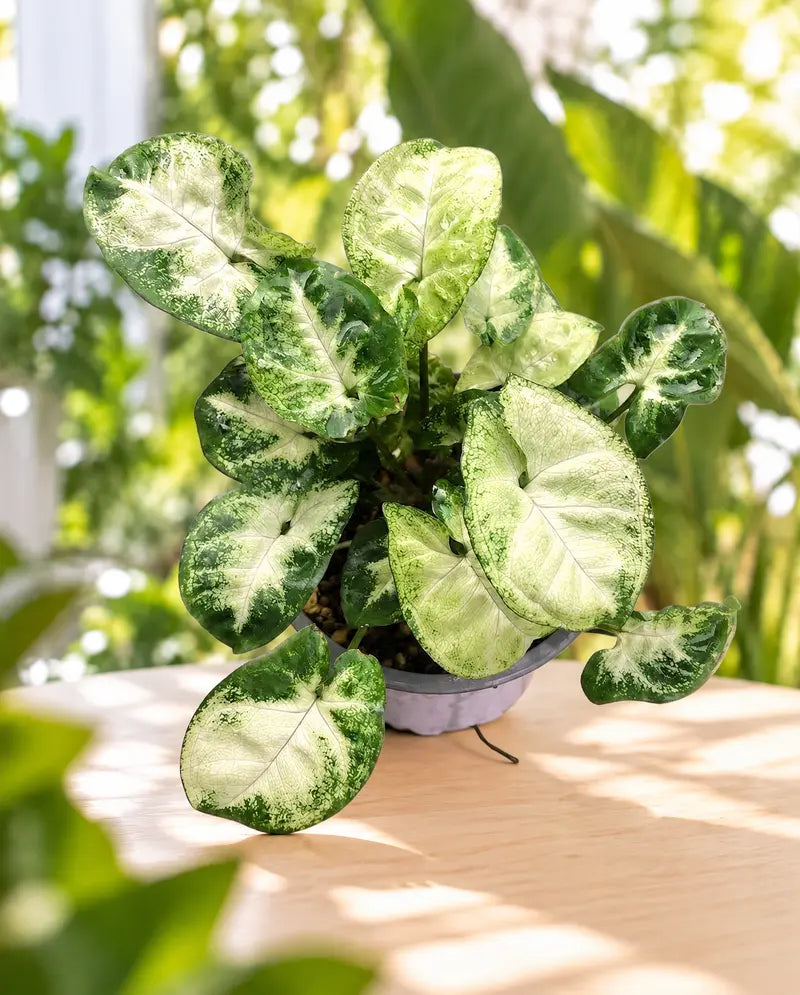 Syngonium podophyllum pixie M11 en maceta