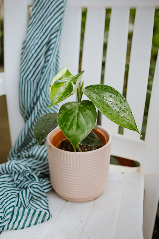 Filodendro Epipremnum