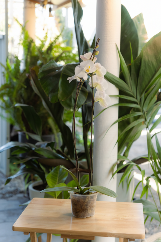 Orquídea Grande