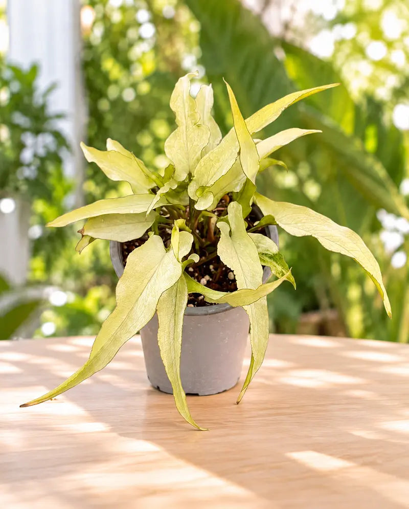 Syngonium silver fox M11 en maceta