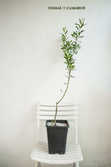 Olivo
