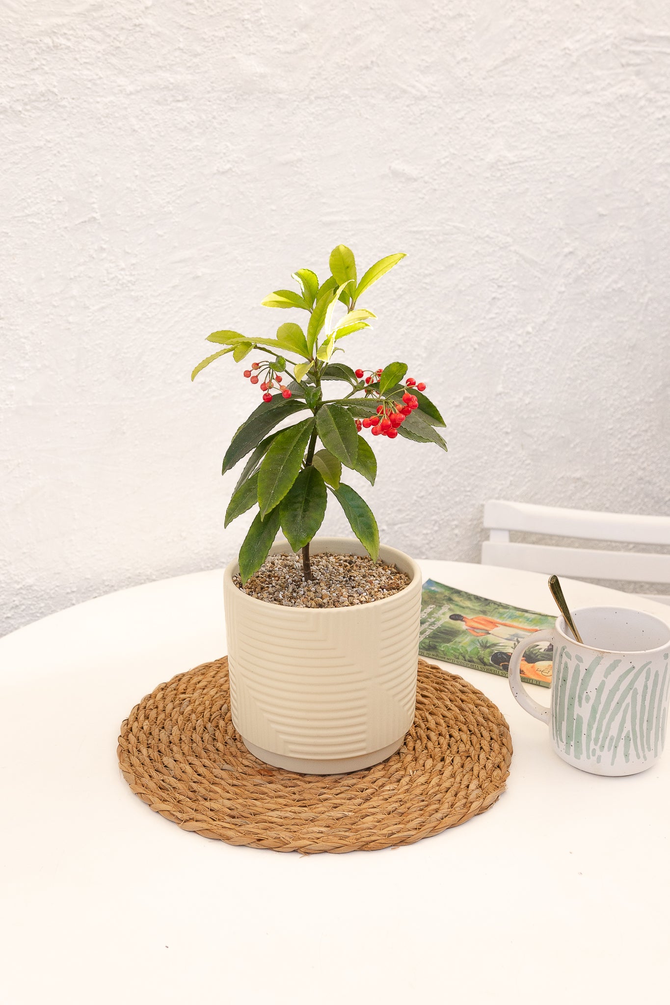 Ardisia Christmas Berry