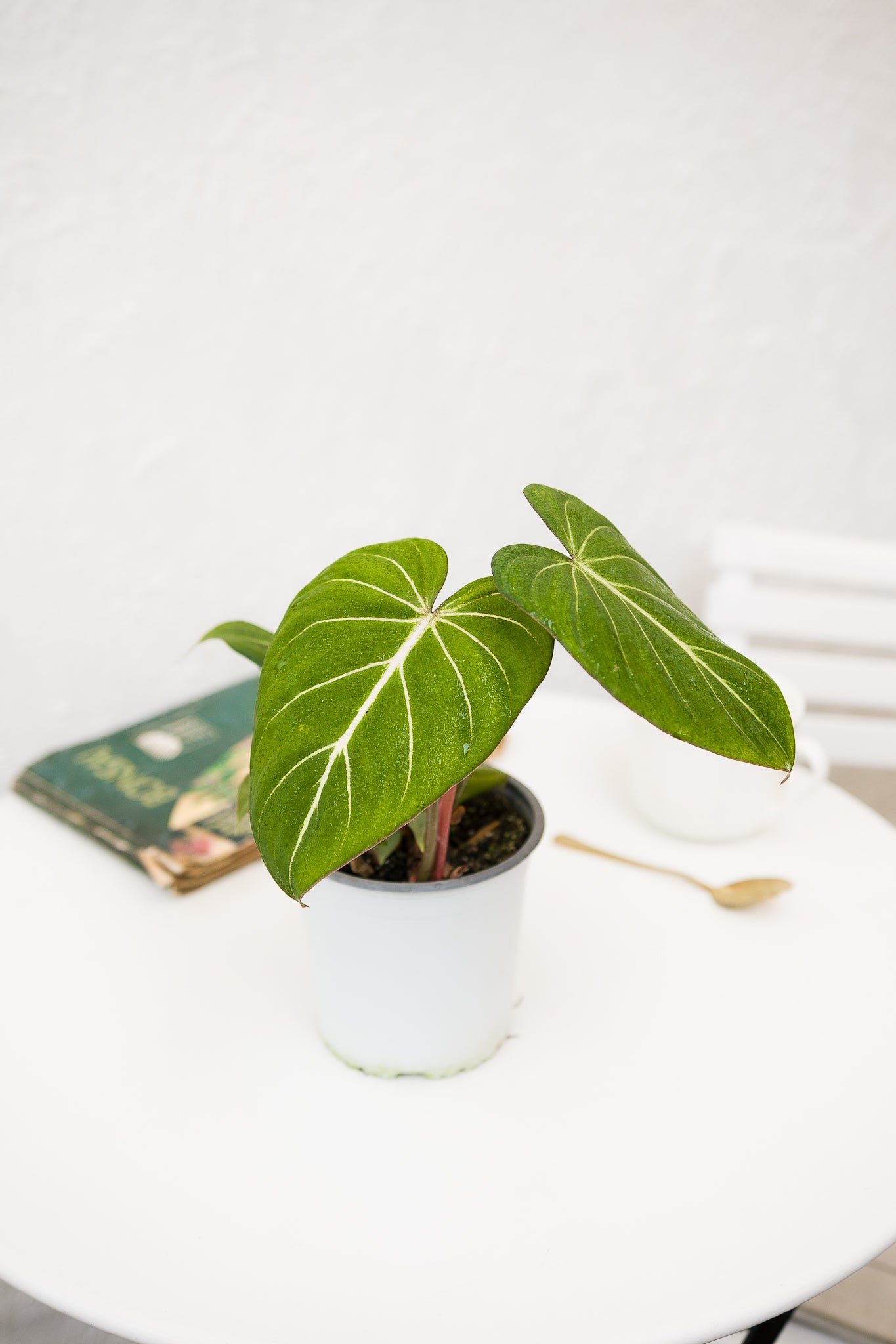 philodendron gloriosum cuidados Filodendro Gloriosum | Planta de colección | Comprar