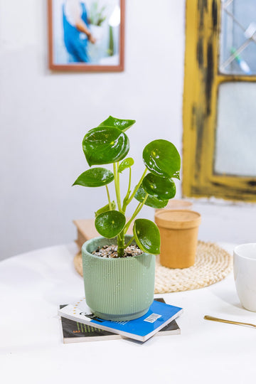 Peperomia Cucharita