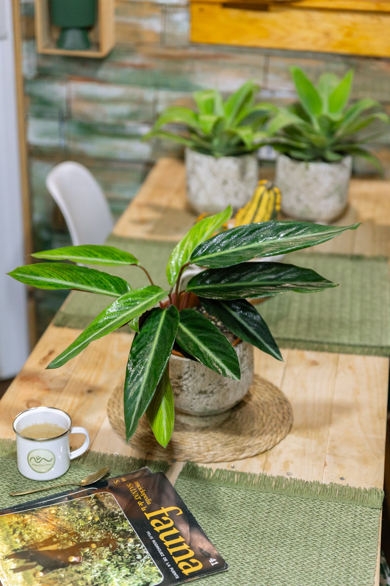 Stromanthe Bicolor