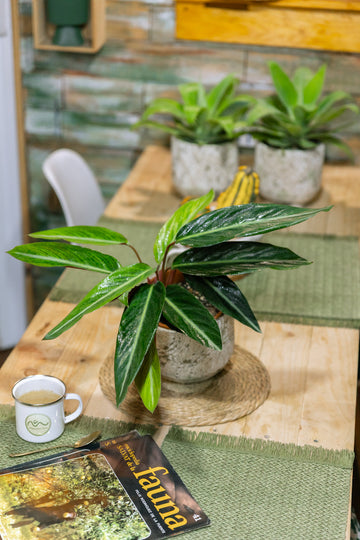 Stromanthe Bicolor