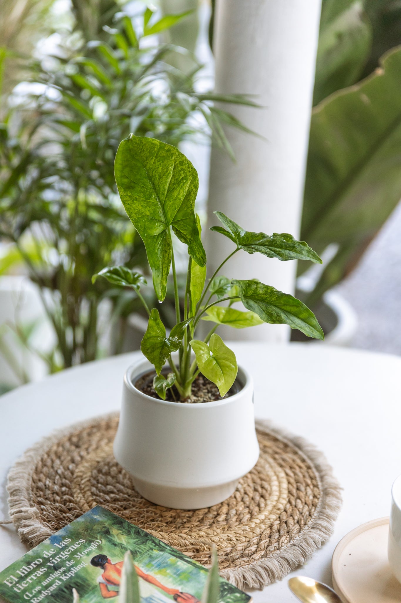 Singonio Mojito