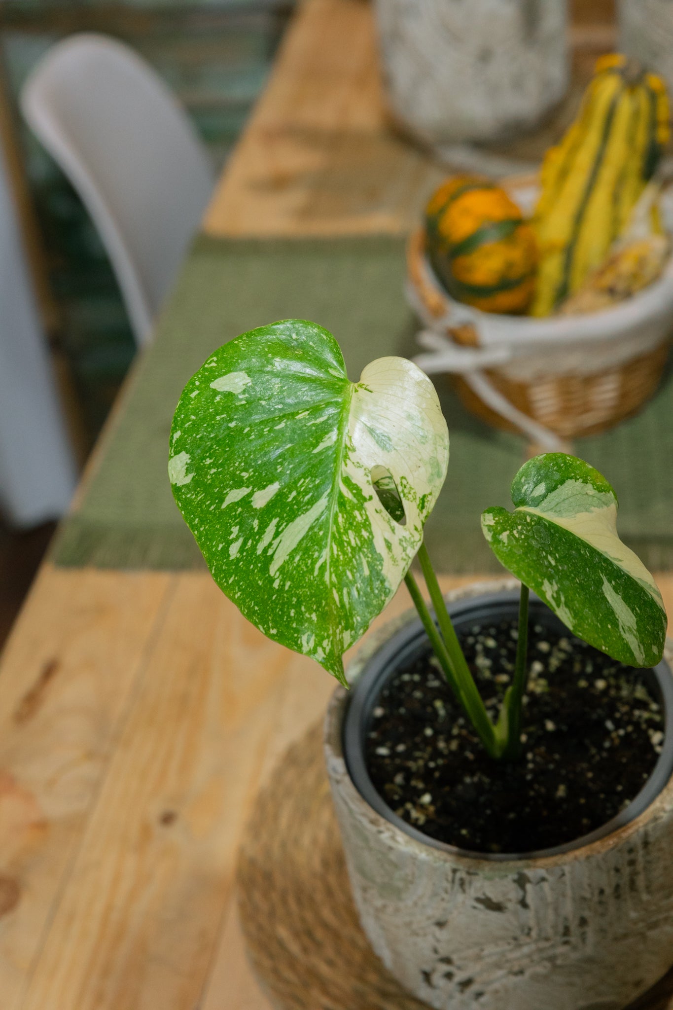 monstera constelación Monstera Thai Constellation | Planta exclusiva | Comprar