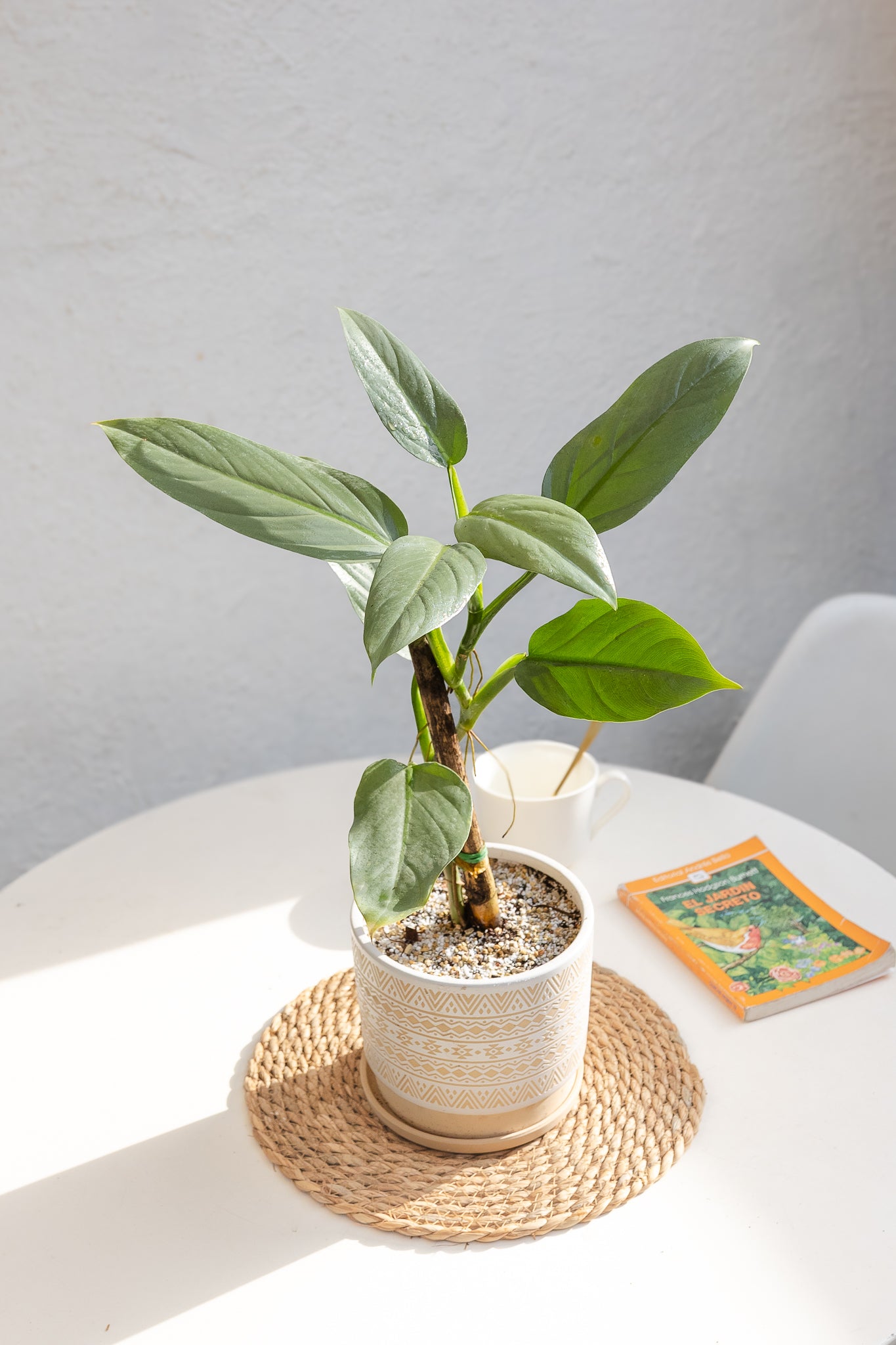 Filodendro Hastatum Silver