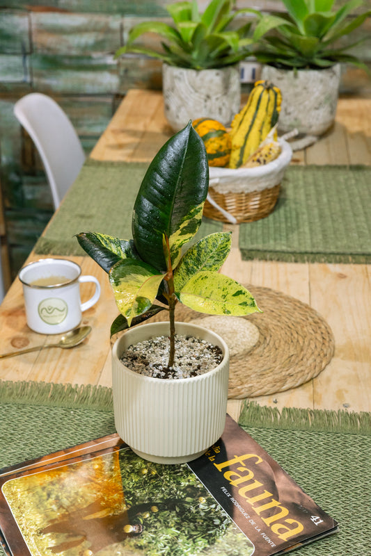 Ficus Shivereano