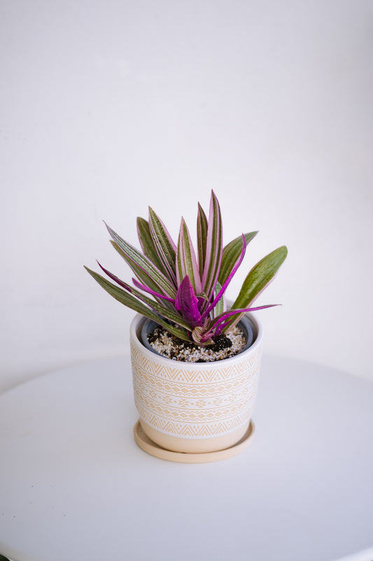 Tradescantia Spathacea ( Maguey Morado )