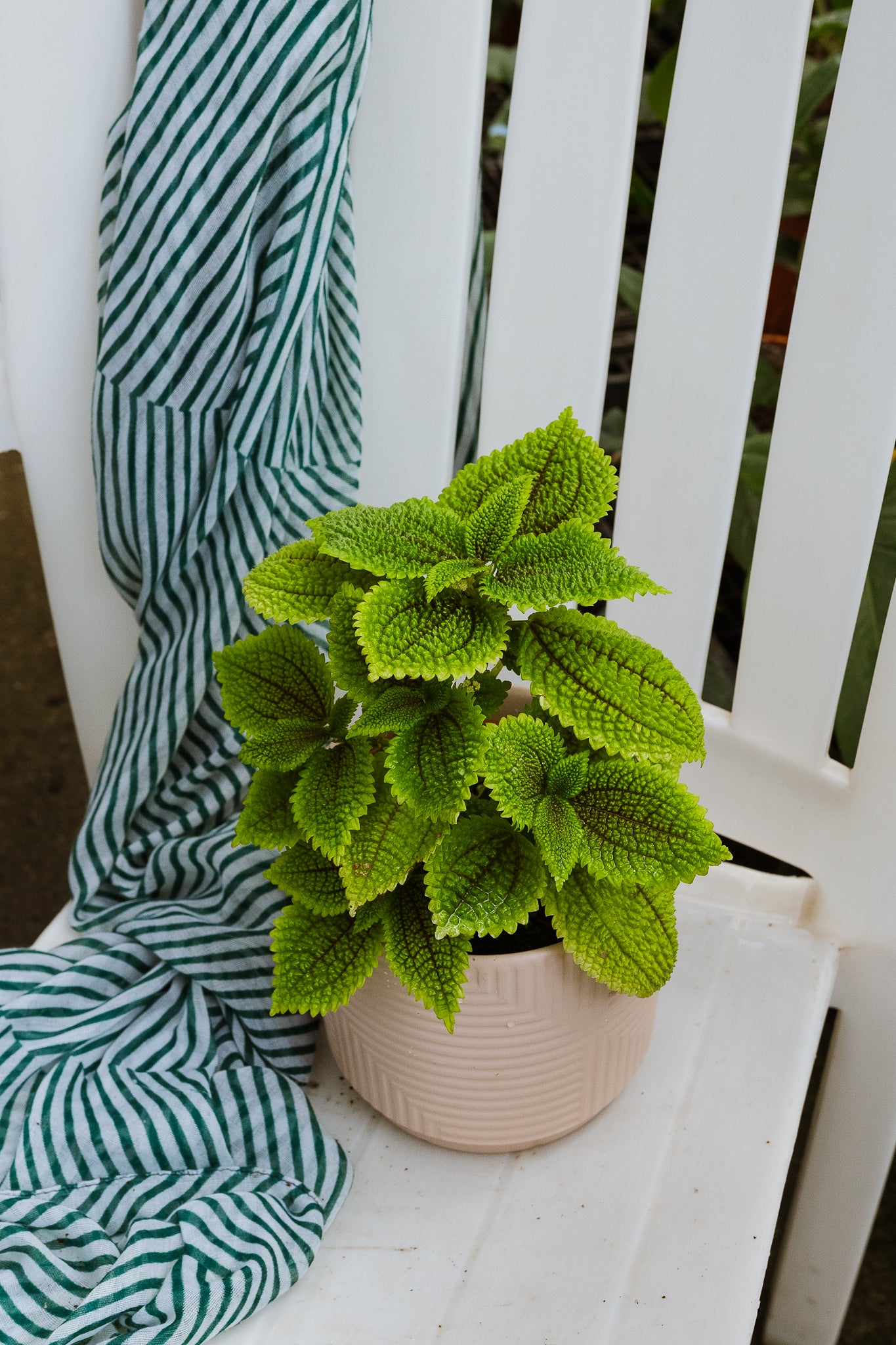 Pilea Mollis