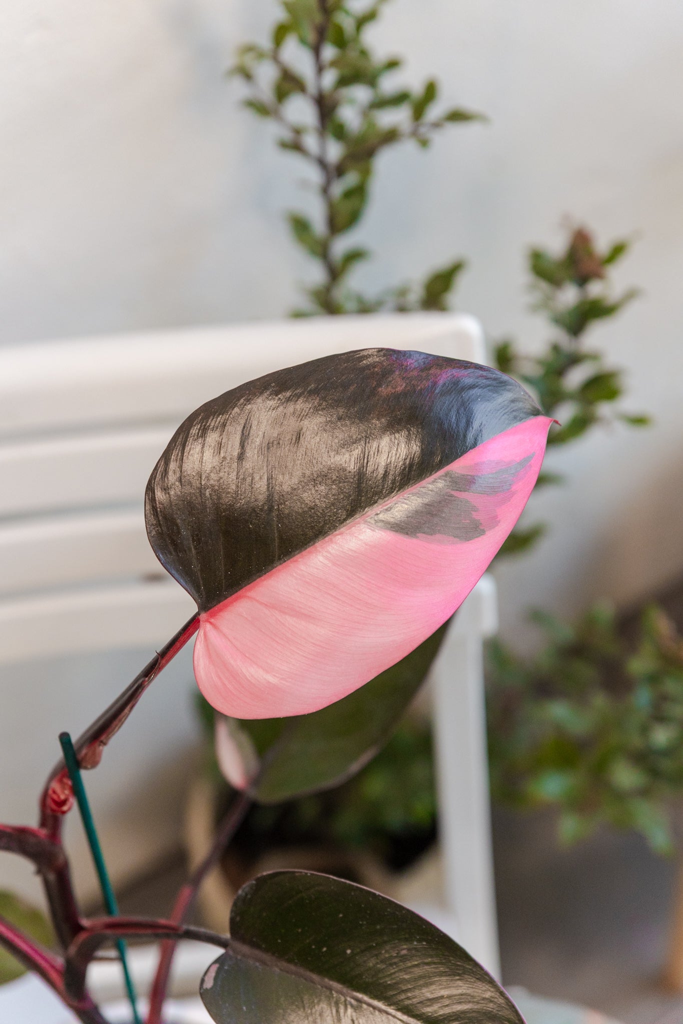 Philodendron Pink Princess | Comprar planta | Kenaz Chile