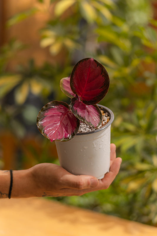 Calathea Rosepicta Purple Rose