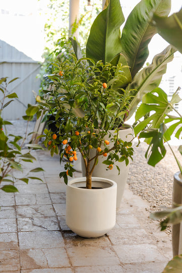Kumquat