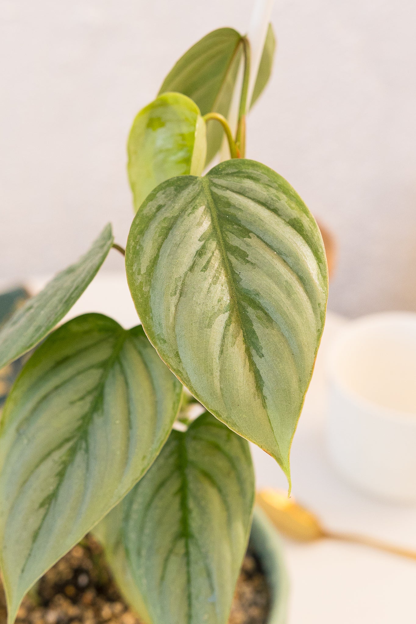 philodendron ornatum Filodendro Ornatum | Hojas de nervaduras plateadas | Comprar