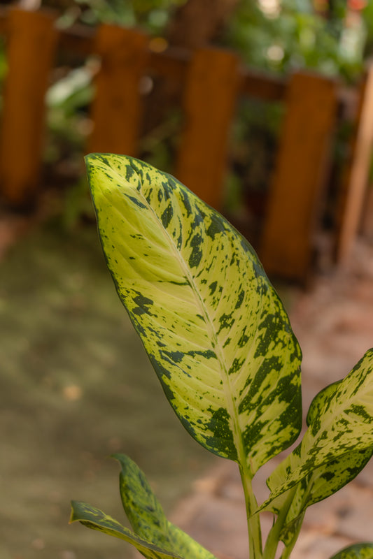 Dieffenbachia Pictus L