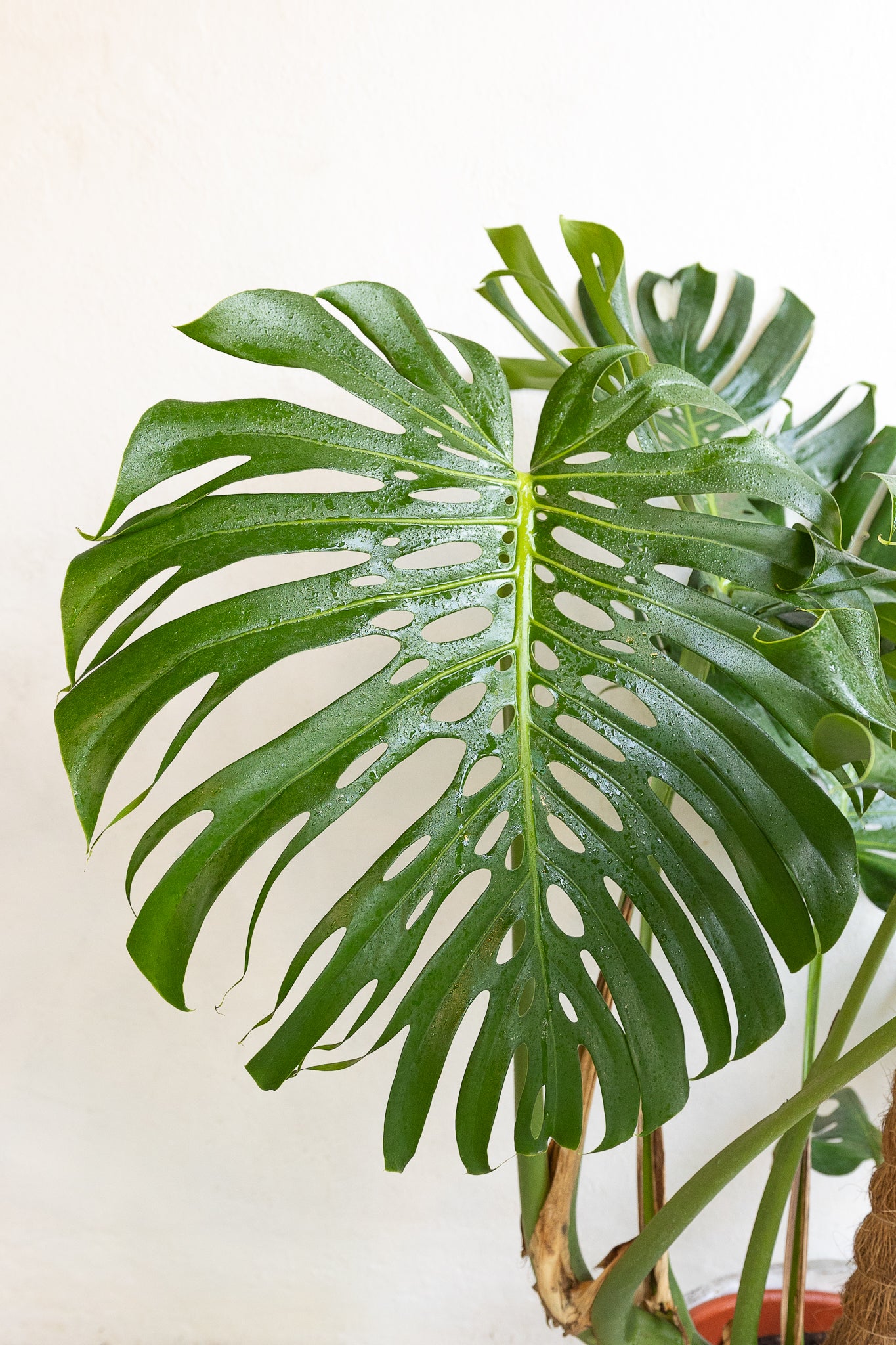 monstera deliciosa chile Monstera Deliciosa | Planta de interior | Comprar · Envío Chile