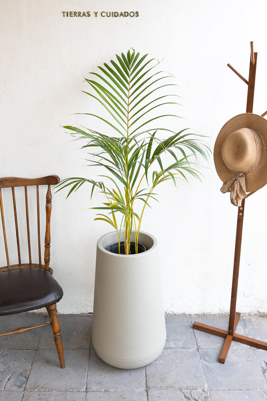 Palmera areca