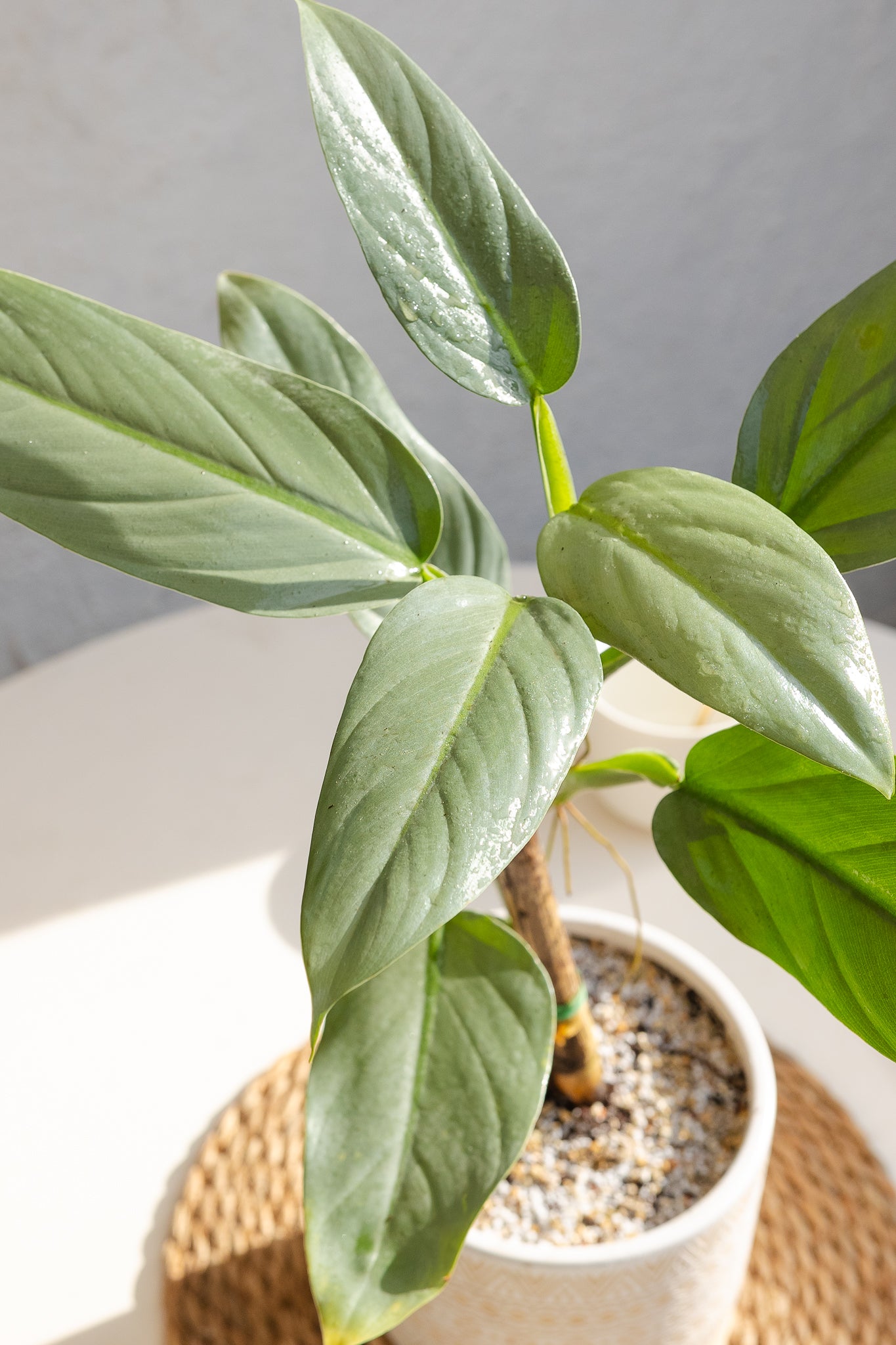 philodendron hastatum nombre comun Filodendro Hastatum Silver | Planta plateada | Comprar